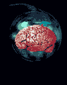 brain.gif (22392 bytes)