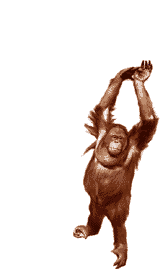orangutan.gif (27750 bytes)