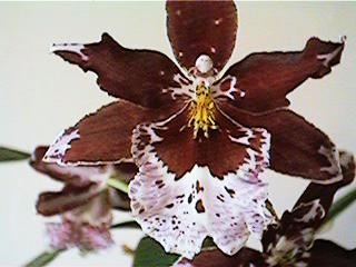 orchid4.jpg (17550 bytes)